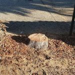 Stump removal