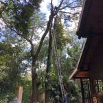 Tree Trimming and Pruning