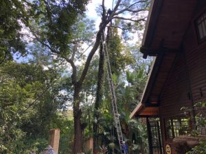 Tree Trimming and Pruning