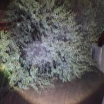 Pretoria Emergency Treefelling