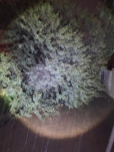 Pretoria Emergency Treefelling 