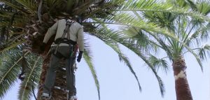 Palm Cleaning Pretoria 