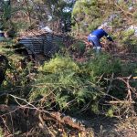Pretoria Treefelling Services