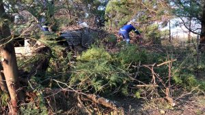 Pretoria Treefelling Services