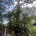 Treefelling Guru