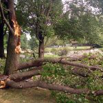 Storm Damaged Tree