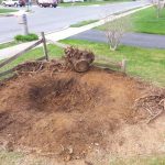 Tree Stump Removal