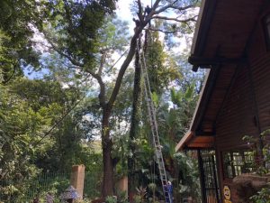 tree overhanging responsible who boundary cutting line