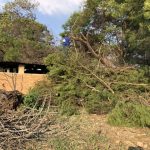 Treefelling Guru Pretoria