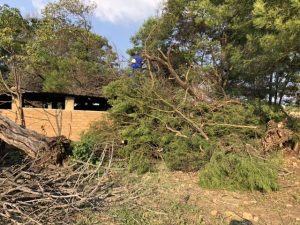 Treefelling Guru Pretoria 