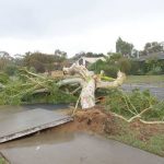 Pretoria Emergency Treefelling