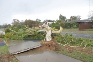 Pretoria Emergency Treefelling 